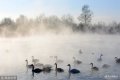 ؕrg201811922գ_˹̩߅^Zo^Zˮ⿝@ɾZwhooper swanȻ^Ⱥґ